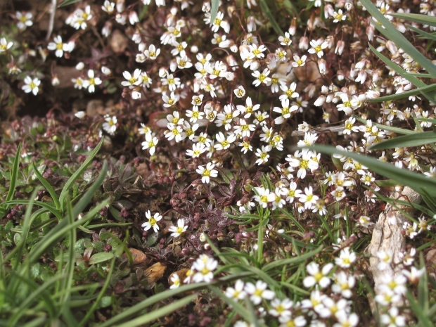 Spring Whitlow-grass (Draba verna)